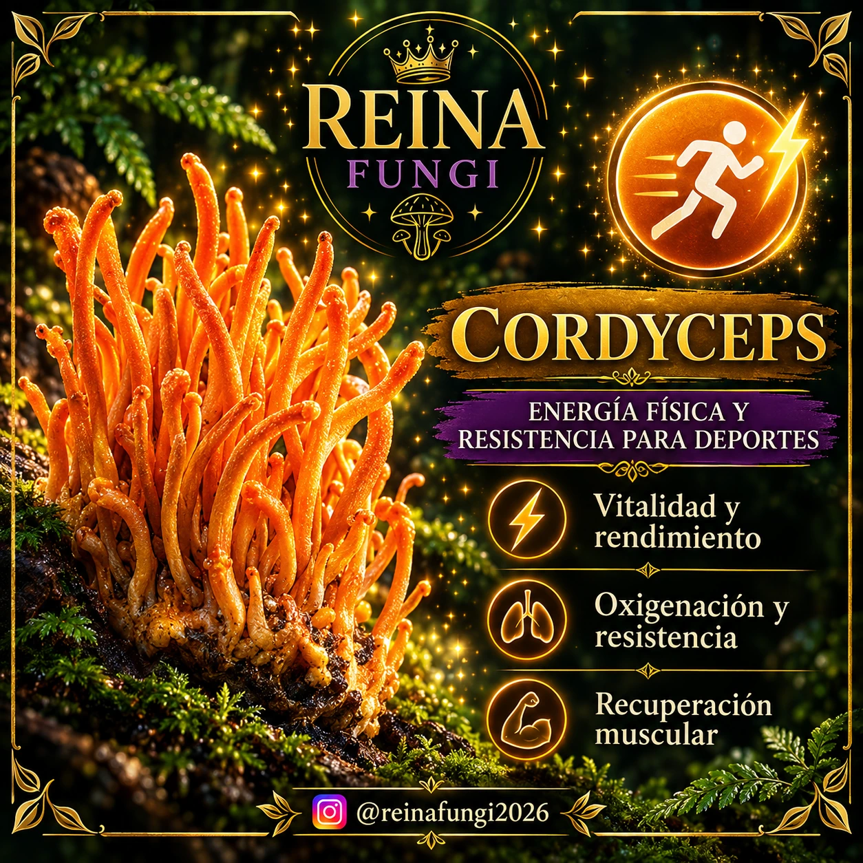 Lámina de divulgación de Reina Fungi sobre cordyceps; leer el contexto médico debajo