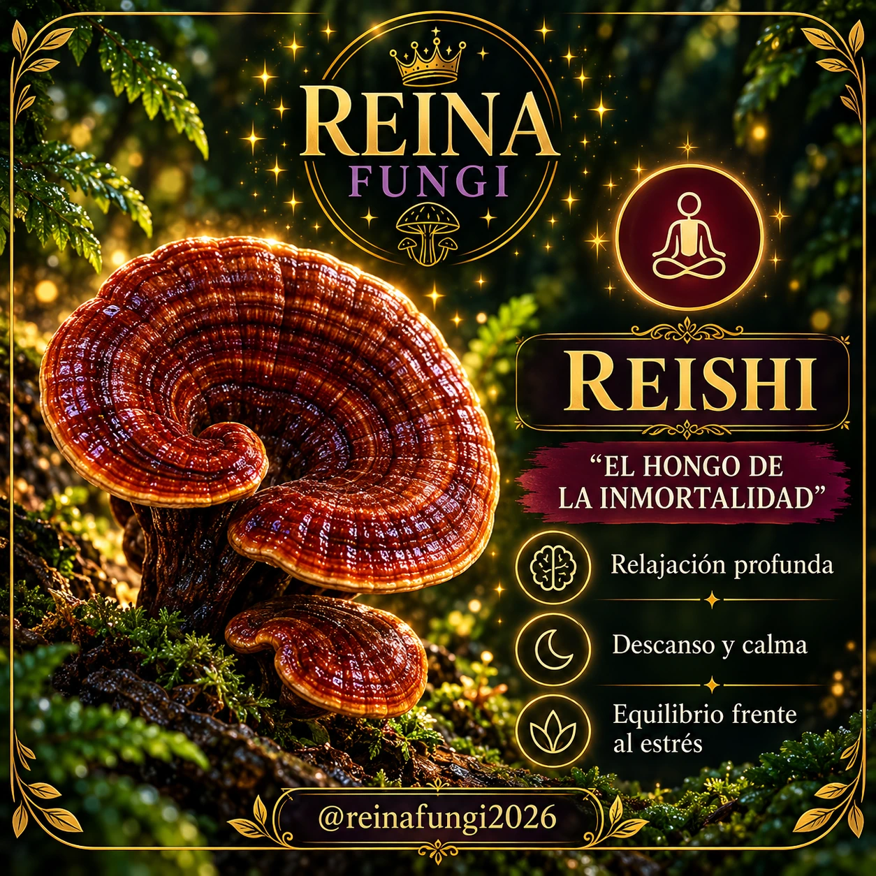 Lámina de divulgación de Reina Fungi sobre reishi; leer el contexto médico debajo