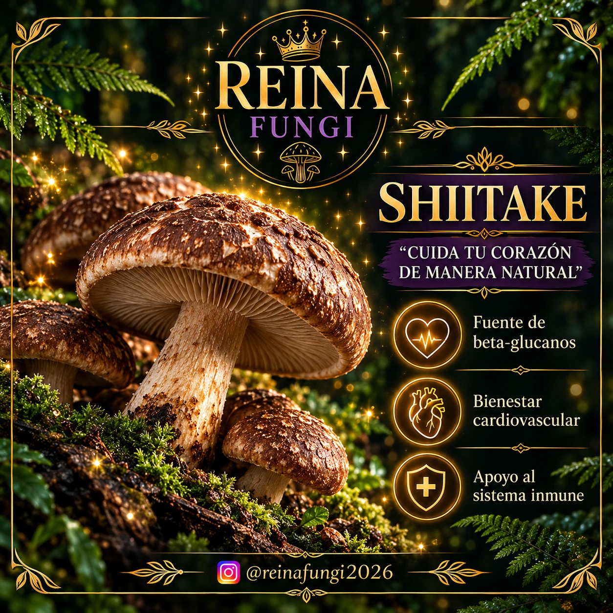 Lámina de divulgación de Reina Fungi sobre shiitake; leer el contexto médico debajo